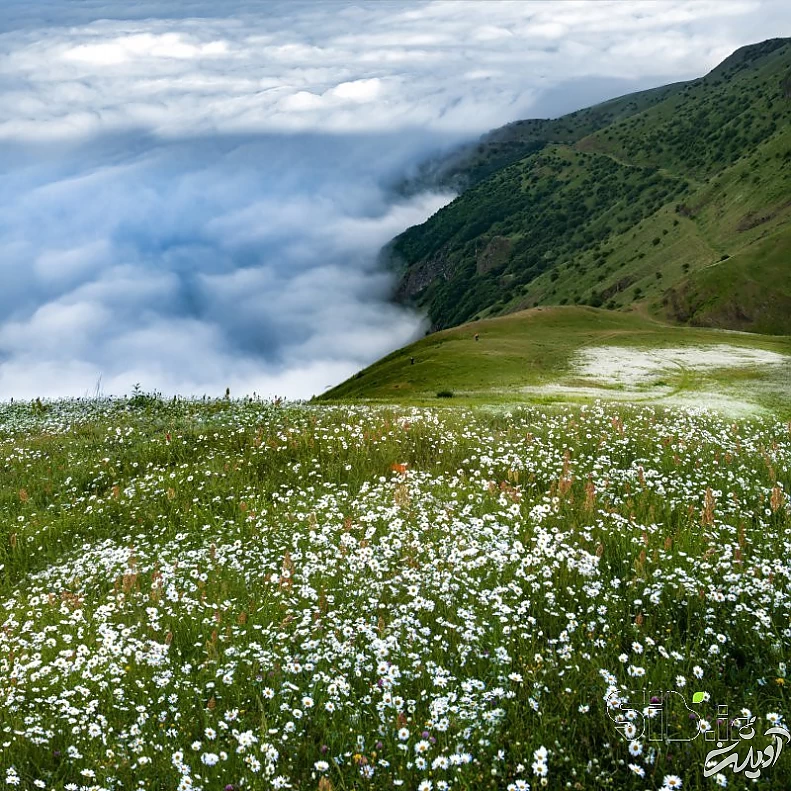 دشت بابونههای سفید کجاست؟